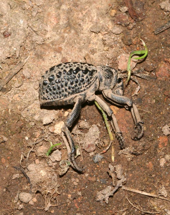 Brachycerus barbarus di Sardegna